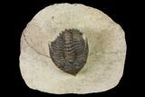 Metacanthina Trilobite - Lghaft, Morocco #141977-1
